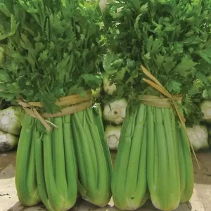graines-de-celeri-tango-organic